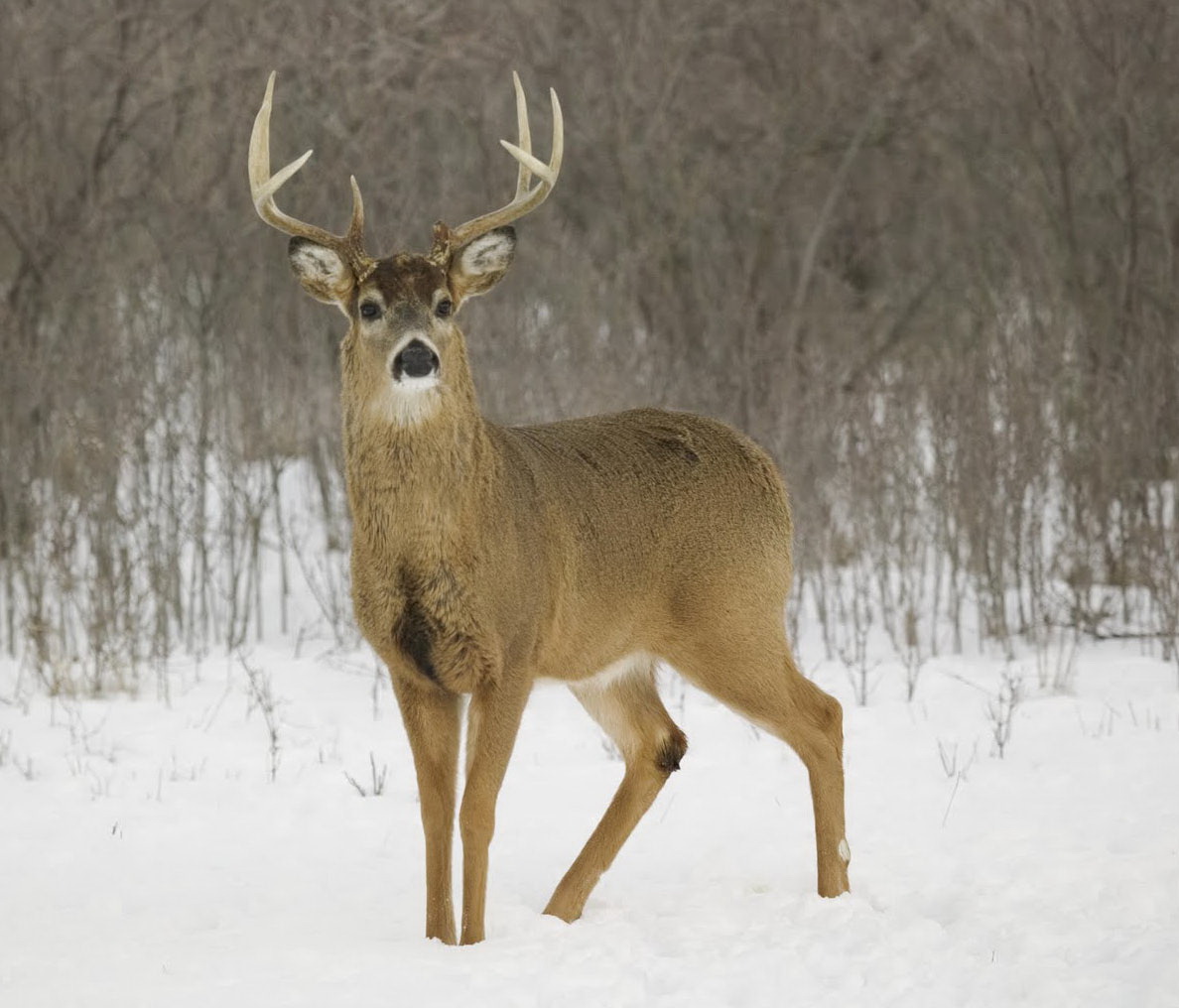 white-tail-deer